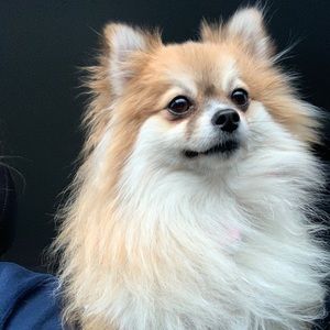 Meet your Posher, Jasmine